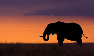Silhouettes: African Elephant