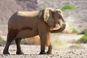 Screen: African Elephant