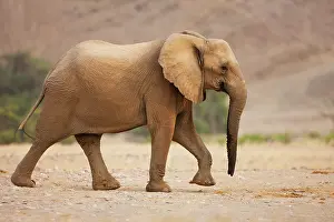 Kaokoland: African Elephant