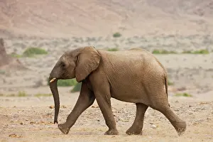 Kaokoland: African Elephant