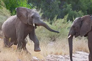 Kaokoland: African Elephant