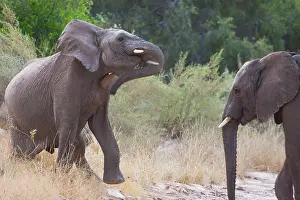 Kaokoland: African Elephant