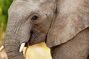 Kaokoland: African Elephant