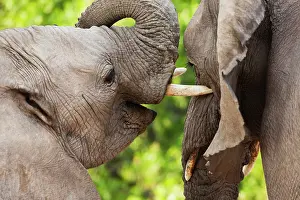 Kaokoland: African Elephant