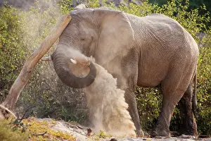 Anger: African Elephant