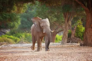 Anger: African Elephant