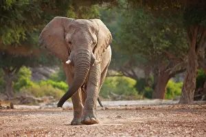 Anger: African Elephant