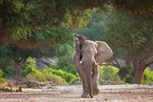 Anger: African Elephant