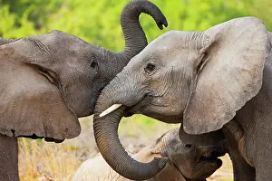 Kaokoland: African Elephant