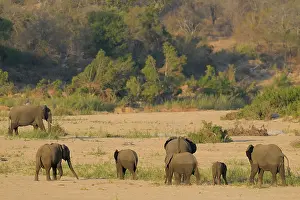Sabie: African Elephant