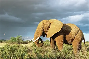 Epic: African Elephant