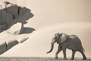 Bachelor: African Elephant