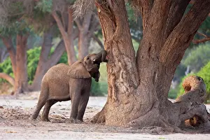 Kaokoland: African Elephant