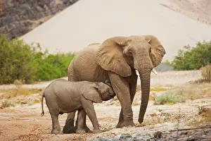 Kaokoland: African Elephant