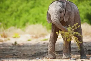 Kaokoland: African Elephant