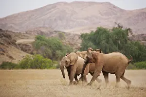 Kaokoland: African Elephant