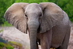 Kaokoland: African Elephant