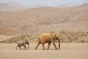 Kaokoland: African Elephant