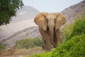 Kaokoland: African Elephant