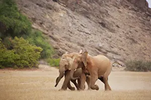 Kaokoland: African Elephant