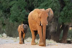 Kaokoland: African Elephant