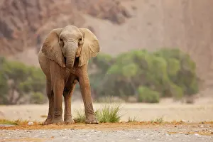 Kaokoland: African Elephant