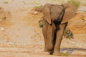 Kaokoland: African Elephant