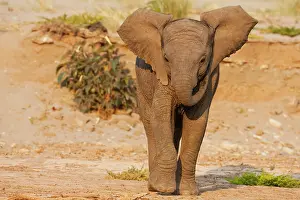 Kaokoland: African Elephant