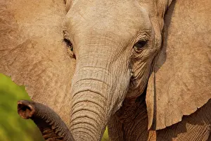Kaokoland: African Elephant