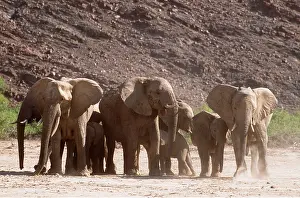 Guarding: AFRICAN ELEPHANT
