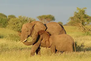 Limpopo: African Elephant