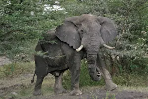 Tusk: African Elephant
