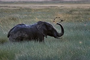 Ngorongoro: African Elephant