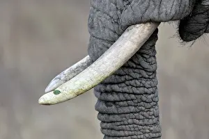 Tusk: African Elephant