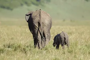 Infant: African Elephant