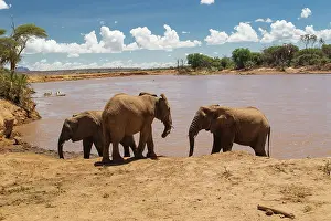 Midday: African Elephant