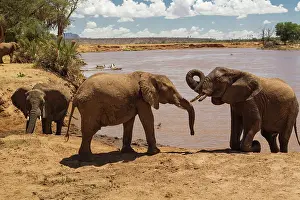 Greeting: African Elephant