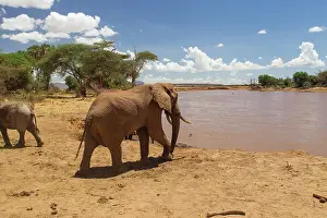 Midday: African Elephant