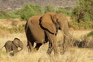 Infant: African Elephant