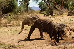Midday: African Elephant