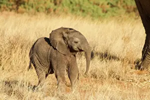 Infant: African Elephant