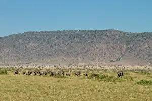 Triangle: African Elephant