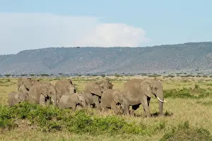 Triangle: African Elephant