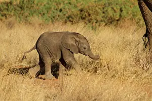Infant: African Elephant