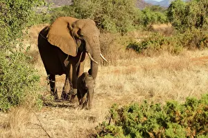 Infant: African Elephant