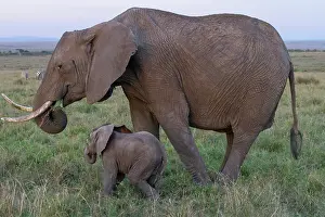 Infant: African Elephant