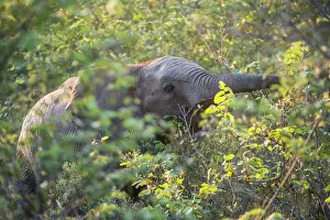 Lodge: African Elephant
