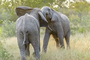 Lodge: African Elephant