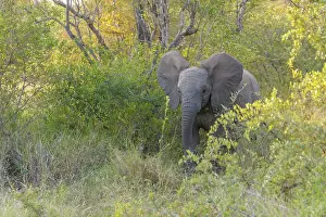 Lodge: African Elephant