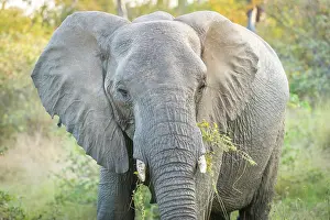 Lodge: African Elephant